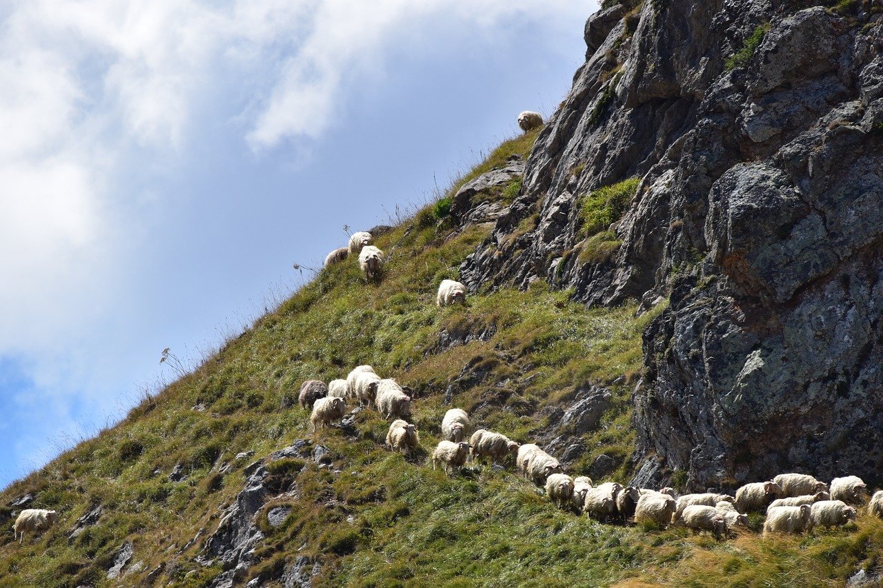 sheep, herd, pyrénées-3689344.jpg